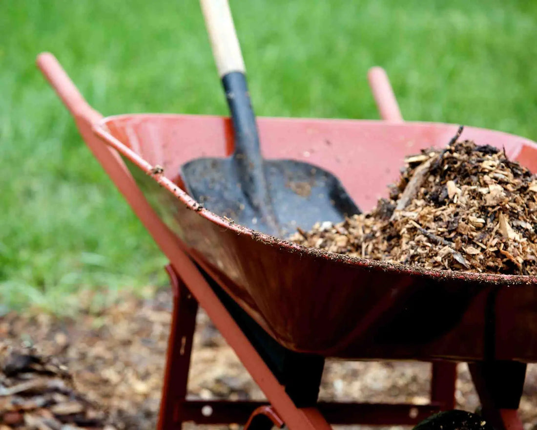 Agricultura: ¿Qué es el Mulch y Cuáles son sus Beneficios para tus Olivos?