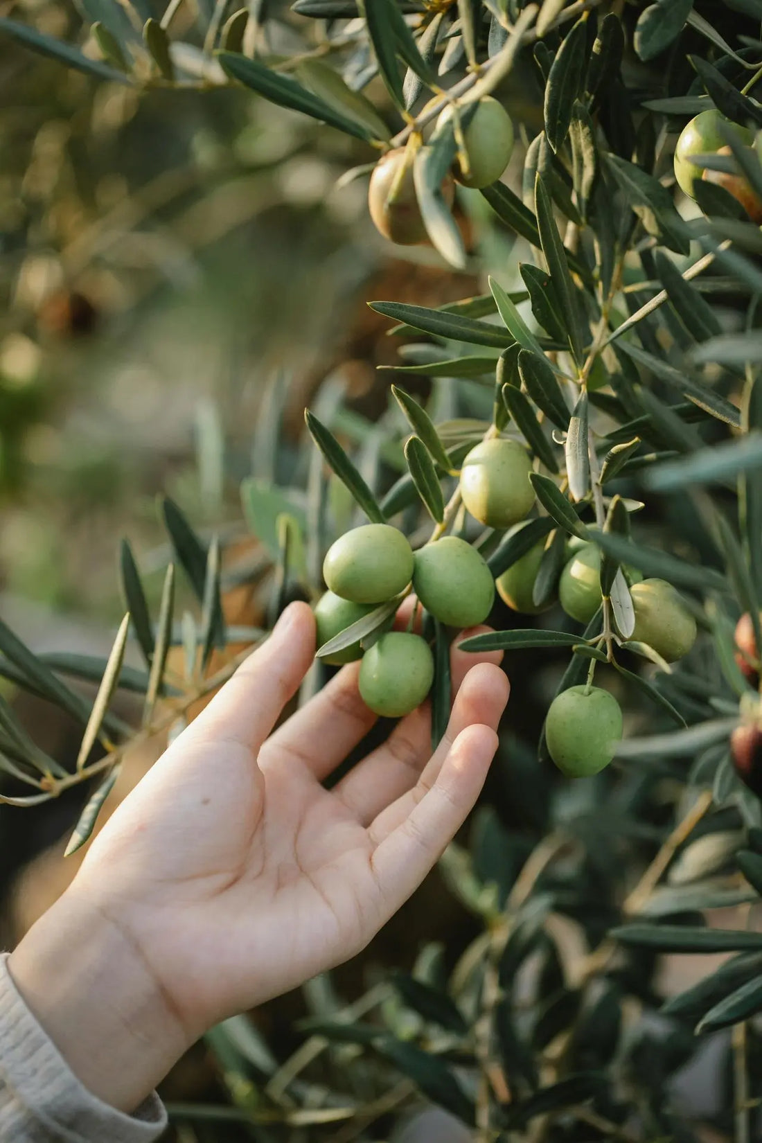 ¿Existe el aceite de oliva para la cara? ¿Es bueno?