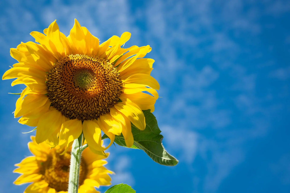 Aceite de girasol