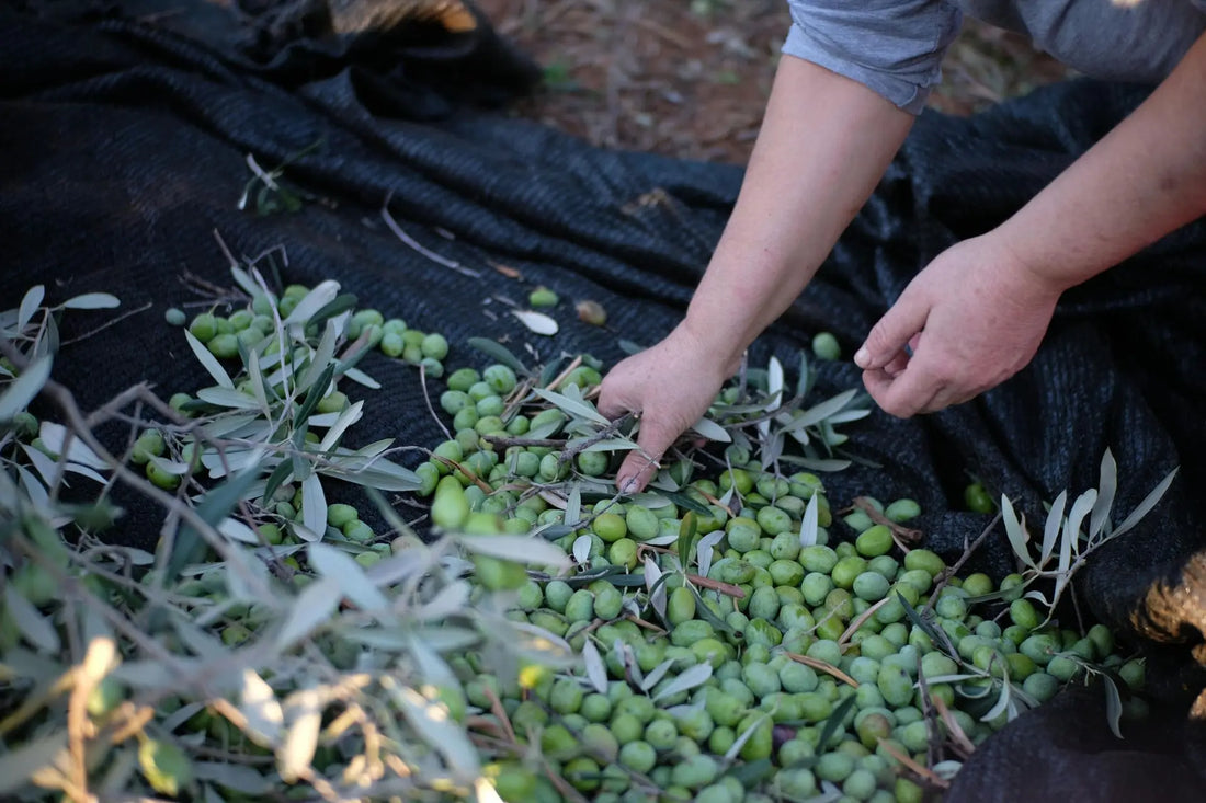 Kilos de aceitunas por litro