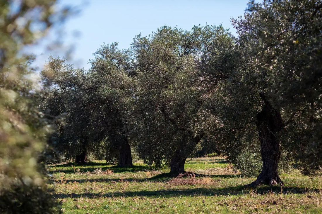 Sedimento del aceite: qué es y por qué aparece